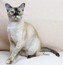 Kittykatz Calamity Jane