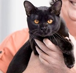 Kimlai Bagheera