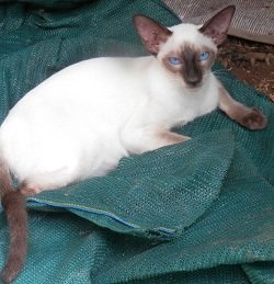 Sunti Minstrel Boy